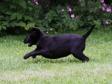 Full speed ahead on Ravensbank Economist (Mynte) aged eight weeks.