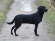Click here to see picture A fine picture of Ravensbank Sir Percivale (Percy), from Waggie's first litter. On this picture Percy is almost 11 months old.