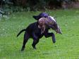 Click here to see picture Ravensbank Economist (Mynte) retrieves cold game at the age of 10 weeks.