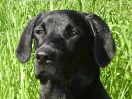 Click the picture to search the gallery for pictures related to Jock Ravensbank Jock