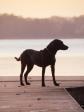 Ravensbank Lovely Rita (Lucy) 1� �r gammel.