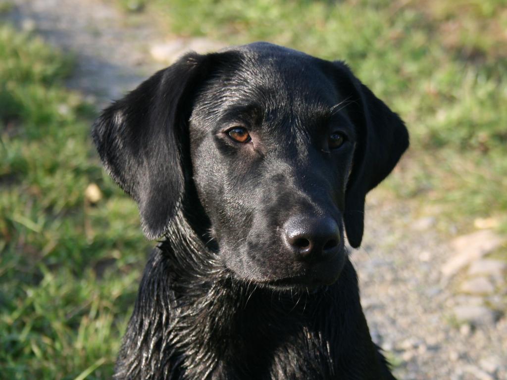 Field Trial Labrador