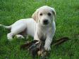 Click here to see picture Ravensbank Times (Kato) - eight weeks old.