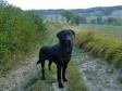 Click here to see picture Ravensbank Rocky Racoon (Rocky) enjoying family holiday in France.