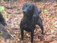 1� year old Ravensbank Raven (Raven).