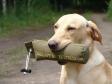 Click here to see picture Ravensbank Fay (Fay) with her first won dummy, after having passed the aptitude test. A total of 15 dogs participated and allpassed, but Fay was awarded the best dog on the day.