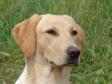 Ravensbank Fay (Fay) godt otte m�neder gammel - taget p� dagen hvor hun er blevet dagens bedste brugspr�vehund.