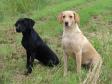 Ravensbank Queen Guinevere (Genie) til venstre og hendes mor Ravensbank Wagtail (Waggie) til h�jre. 