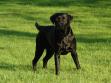Klik her for at se billede Dette billede viser hvad det er for en udstråling vi godt kan lide i vores hunde. Lucky Labrador's Chaka Khan er en parringshvalp vi fik fra et kuld med vores egen Primo som far og Fighter fra Kennel Lucky Labrador's som mor. Chaka er flyttet hjemmefra, og er i dag en skøn jagthund hos een af vores bedste venner.