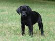 Click here to see picture Ravensbank Penny Lane (Penny) nine weeks old.
