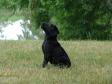 Click here to see picture Ravensbank Penny Lane (Penny) nine weeks old.