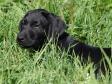 Ravensbank Penny Lane (Penny) relaxing in the grass.