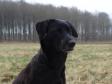 Ravensbank Flo (Flo) at cold game test, Ravnholt Estate, April 2011