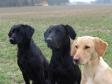 Tre dejlige hunde med hver sin f�rste pr�mie p�  B-pr�ven, Ravnholt Gods i april 2011. Yderst til h�jre er det Ravensbank Fay (Fay) som fik 1. pr. i begynderklasse og blev dagens bedste hund. Yderst til venstre er det Ravensbank Queen Guinevere (Genie) som fik 1. pr. i �ben klasse, og i midten er det Ravensbank Jock (Jock) som fik 1. pr. i begynderklasse.