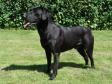 DKJCH DKBRCH Cynhinfa Emperor (Leo) is the sire of Ivy's 200.... DKJCH DKBRCH Cynhinfa Emperor (Leo) is the sire of Ivy's 200....