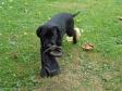 As the born retrievers they are, the puppies constantly pick up and carry all sorts of things with them. This is Ravensbank Martha My Dear (Martha) who has found a work glove and given it its fifteen minutes of fame posing as a bird.