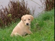 Click here to see picture Browsing through old puppy pictures, I found this one of Ravensbank Kestrel. In the picture, she is seven weeks old. This makes you look forward to the arrival of the new litter!