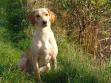Ravensbank Wagtail (Waggie) at the age of 14 months. At this....