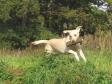 Tidemark Ivy (Ivy) has lots of energy when she works. The pi....