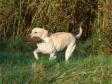 Tidemark Ivy (Ivy) during a training session in late Septemb....