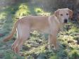 Ravensbank Boss (Boss) at the age of eight months. The pictu.... Ravensbank Boss (Boss) at the age of eight months. The pictu....