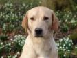 Ravensbank Boss (Boss) is a lovely, quiet dog with a twinkle.... Ravensbank Boss (Boss) is a lovely, quiet dog with a twinkle....