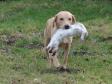 This is Ravensbank Boss (Boss) retrieving his first rabbit. .... This is Ravensbank Boss (Boss) retrieving his first rabbit. ....