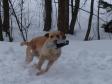 Super quick retriever. Ravensbank Boss (Boss) on his first t.... Super quick retriever. Ravensbank Boss (Boss) on his first t....