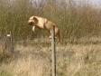 When Ravensbank Wagtail (Waggie) returns with the dummy, a w....