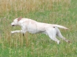 Ravensbank Robin (Robin) is a dog with loads of speed and st....