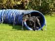 Klik her for at se billede Ravensbank Max (Freddie) elsker agility.