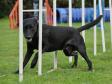 Klik her for at se billede Man er overhovedet ikke i tvivl om, at Ravensbank Max (Freddie) synes at det er hyl at træne agility.