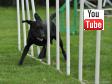 Ravensbank Max (Freddie) runs his first official race on the agility course with Anja. With no errors they become no. 7 out of 39 dogs, and collects their first point in order to move up to class 2.
