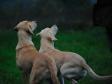 Ravensbank Wagtail (Waggie) og Tidemark Ivy (Ivy)