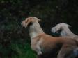Ravensbank Wagtail (Waggie) og Tidemark Ivy (Ivy)