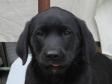Ravensbank Flo er en hund der sagtens kan kigge direkte i ka.... Ravensbank Flo er en hund der sagtens kan kigge direkte i ka....