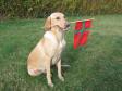 Ravensbank Fay (Fay) sender hilsner til sine s�skende i anledning af 1 �rs f�dselsdagen d. 9. november 2010.