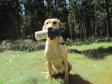 Click here to see picture Ravensbank Fay (Fay) best dog on the day at Cold Game Test at Fussingø on the 13 August 2011.
