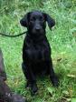 Ravensbank Sexy Sadie (Cindy) hvor hun er ca. 4 m�neder gammel.