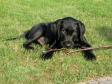 Ravensbank King Arthur (Tico) about three months old..... Ravensbank King Arthur (Tico) about three months old.....
