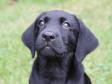 Close-up of Ravensbank Lucy in the Sky (Laika) nine weeks old.