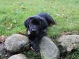 Ravensbank Ike (Veto) 10 weeks old.