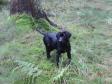 Ravensbank Ike (Veto) 3� months old