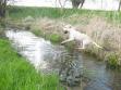 A fantastic photo of six months old Tidemark Jill (Jill) jumping over the stream. Will she get over in one jump?