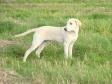 Ravensbank Sun (Sun) n�sten seks m�neder gammel.