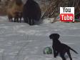 Dette er een af mine yndligsvideoer af unge Ravensbank Jock (Jock) p� 15 uger, der leger med en bold, men det er ikke bare leg n�r den elskede bold skal reddes fra de skumle f�r.