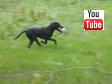 Fra Ravensbank Jock (Jock)'s debut p� C-pr�ve hvor han lige er blevet 6 m�neder gammel.