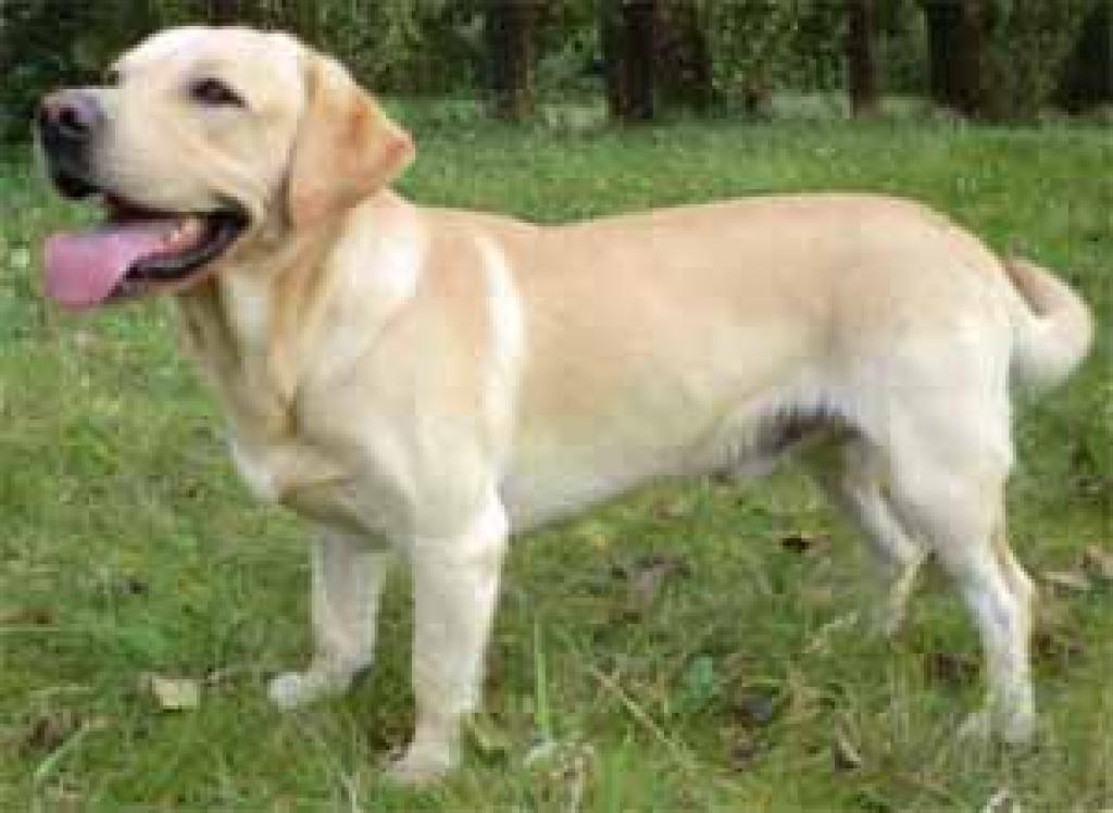 Hvad Er SD2 Hos Labrador Retriever hvad-er-sd2-hos-labrador-retriever