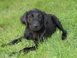 Ravensbank Lovely Rita (Lucy) ten weeks old.