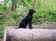 Ravensbank Mint (Minte) a good four months old.